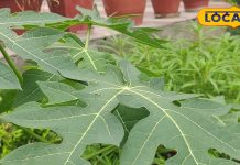 दवाओं के बाप हैं इन 3 पेड़ के पत्ते! डेंगू जैसी बीमारी में कारगर, झट से मिल जाएंगे फायदे