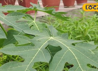 दवाओं के बाप हैं इन 3 पेड़ के पत्ते! डेंगू जैसी बीमारी में कारगर, झट से मिल जाएंगे फायदे