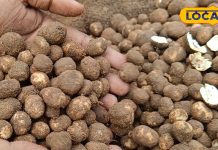 सिर्फ 30 दिन मिलती है ये जंगली सब्जी, डायबिटीज़-हार्ट के इलाज में रामबाण!