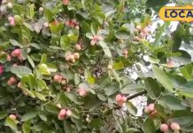 सेहत के लिए चमत्कारी औषधि है यह फल, पोषक तत्वों का है कारखाना, फायदे जान हो जाएंगे हैरान