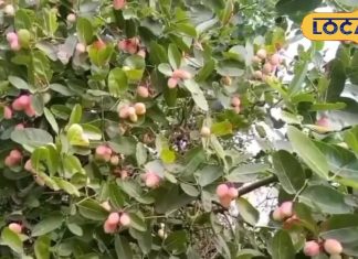 सेहत के लिए चमत्कारी औषधि है यह फल, पोषक तत्वों का है कारखाना, फायदे जान हो जाएंगे हैरान