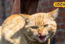 सिर्फ कुत्ते ही नहीं, इन 5 जानवरों के काटने से भी हो सकता है रेबीज! एक्सपर्ट से जानें बचाव के उपाय