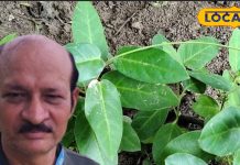 कई खतरनाक बीमारियों के लिए काल है ये मीठा पौधा! पाचन जैसी समस्या में भी कारगर