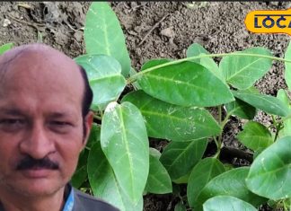 कई खतरनाक बीमारियों के लिए काल है ये मीठा पौधा! पाचन जैसी समस्या में भी कारगर