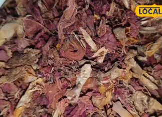 वरदान है इस फूल का रस! कोलेस्ट्रॉल-पथरी के लिए बहुत फायदेमंद, झड़ते बालों से भी मिलेगी राहत