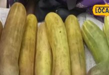 लौकी जैसा दिखने वाला ये फल कई समस्याओं के लिए काल! पथरी और बुखार में कारगर