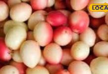 साल में कुछ दिन ही मिलता है ये फल! दवाई का भी बाप, जड़, पत्ती सब रामबाण