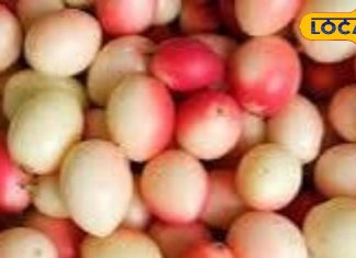 साल में कुछ दिन ही मिलता है ये फल! दवाई का भी बाप, जड़, पत्ती सब रामबाण