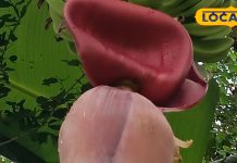 गुणों से भरपूर है केले का फूल, कैंसर, ह्रदय रोग और डायबिटीज में इसका सेवन है कारगर-Banana flower is full of properties, its consumption is effective in cancer, heart disease and diabetes