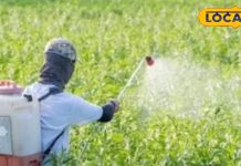 खेतों में करते हैं काम तो आंख में केमिकल या तिनका जाने पर कभी ना करें ये गलती, आंखों को हमेशा के लिए हो सकता है नुकसान