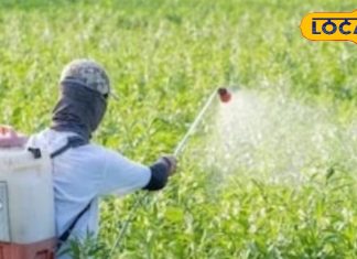 खेतों में करते हैं काम तो आंख में केमिकल या तिनका जाने पर कभी ना करें ये गलती, आंखों को हमेशा के लिए हो सकता है नुकसान