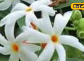 हरसिंगार के पत्तों से बनी चाय गठिया, त्वचा रोग और बुखार में है फायदेमंद, ब्लड शुगर को भी कंट्रोल करने में मददगार-Tea made from Harsingar leaves is beneficial in arthritis, skin diseases and fever, also helpful in controlling blood sugar