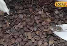 काले रंग की यह औषधि करती है तिकड़म, सूजन को कर देती है ठीक, थकान के लिए भी रामबाण!