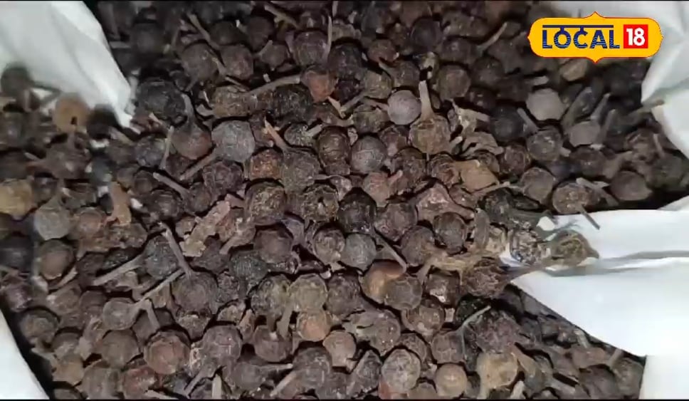 काले रंग की यह औषधि करती है तिकड़म, सूजन को कर देती है ठीक, थकान के लिए भी रामबाण!