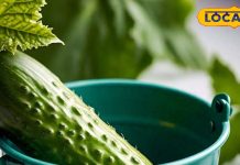 सलाद में शामिल करें ये चीज, शुगर, टेंशन और एसिडिटी से मिलेगी राहत! चेहरे पर आएगी चमक