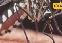 डेंगू का बढ़ रहा कहर, घर पर की ये गलती, तो खतरे में पड़ सकती है जान