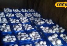 *Good news for the farmers of this district, their faces lit up with the new scheme, now this crop will be cultivated throughout the district..*