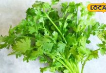 Health Tips: दवाओं की जरूरत को खत्म कर देते हैं ये हरे पत्ते, दोगुनी हो जाएगी ताकत! गैस भी रहेगी कंट्रोल