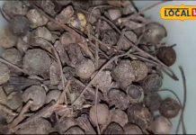 चन शक्ति को करे दुरुस्त, मांसपेशियों के दर्द मेंआराम पहुंचती है ये औषधि