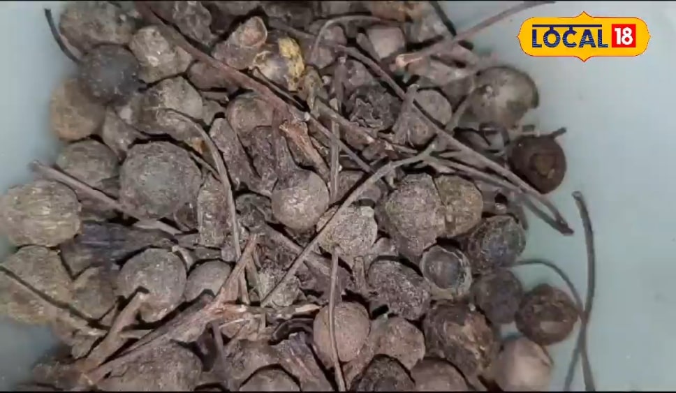 चन शक्ति को करे दुरुस्त, मांसपेशियों के दर्द मेंआराम पहुंचती है ये औषधि