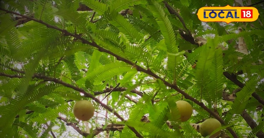 आपके बच्चे की तुतलाने की समस्या को खत्म कर सकता है आंवला, डॉक्टर की सलाह से ऐसे करें इस्तेमाल-Amla can eliminate your child’s stuttering problem, use it as per doctor’s advice