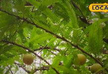 आपके बच्चे की तुतलाने की समस्या को खत्म कर सकता है आंवला, डॉक्टर की सलाह से ऐसे करें इस्तेमाल-Amla can eliminate your child’s stuttering problem, use it as per doctor’s advice