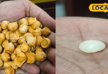 OMG! This ‘super garlic’ is being sold for Rs 2400 per kg in Patna, which people are eating like medicine. Know its surprising benefits