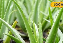 घर के गमलों में जरूर लगाएं बीमारियों से बचाने वाले ये 5 औषधीय पौधे, भूल जाएंगे डॉक्टर का पता!