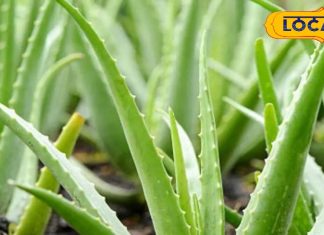 घर के गमलों में जरूर लगाएं बीमारियों से बचाने वाले ये 5 औषधीय पौधे, भूल जाएंगे डॉक्टर का पता!