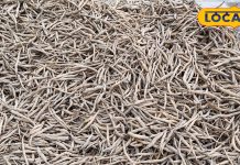 Asparagus is not an ordinary plant, it is full of medicinal properties, know its benefits from a scientist