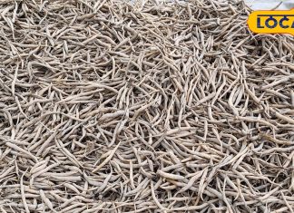 Asparagus is not an ordinary plant, it is full of medicinal properties, know its benefits from a scientist