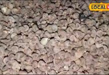 कब्ज से लेकर वजन कम करने में इस्तेमाल होती है यह आयुर्वेदिक औषधि, बालों को भी बनाती है घना और सिल्की