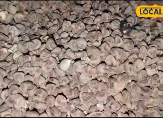 कब्ज से लेकर वजन कम करने में इस्तेमाल होती है यह आयुर्वेदिक औषधि, बालों को भी बनाती है घना और सिल्की