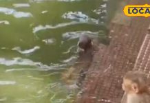 भगवान राम ने मां जानकी के लिए बनाया था ये कुंड, बंदरों ने बनाया स्विमिंग पूल