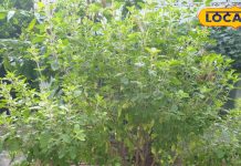 जड़ी-बूटियों की 'रानी' है ये पत्ती, इसे चबाने से याददाश्त बढ़ती ह, जानें फायदे