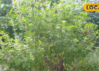 जड़ी-बूटियों की 'रानी' है ये पत्ती, इसे चबाने से याददाश्त बढ़ती ह, जानें फायदे