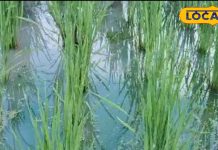 नवाबों के शहर तक है सोनभद्र के इस खास चावल की डिमांड, जानें इसकी खासियत