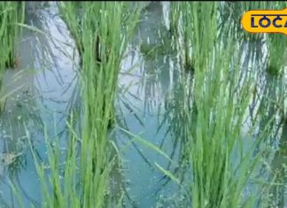 नवाबों के शहर तक है सोनभद्र के इस खास चावल की डिमांड, जानें इसकी खासियत