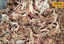 बहुत तिकड़म करती है यह औषधि, डायबिटीज-लीवर के लिए रामबाण, महिलाओं के लिए भी फायदेमंद!