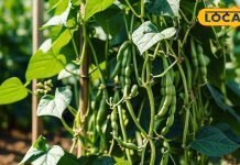 खाने में शामिल करें ये हरी सब्जी, डायबिटीज और हार्ट के इलाज में कारगर!