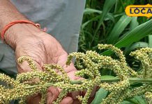 प्रोटीन पाउडर का बाप है ये पौष्टिक अनाज, ऑनलाइन बिक रहा 700 रुपए किलो