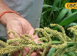 प्रोटीन पाउडर का बाप है ये पौष्टिक अनाज, ऑनलाइन बिक रहा 700 रुपए किलो