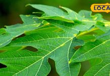 क्या बकरी का दूध और पपीते के पत्ते का रस बढ़ाता है प्लेटलेट्स? आयुर्वेद डॉक्टर ने खोले राज