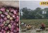 Farmer Rajaram Dhiwar is becoming financially strong by cultivating water chestnuts, breaking away from the traditional methods…