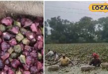 Farmer Rajaram Dhiwar is becoming financially strong by cultivating water chestnuts, breaking away from the traditional methods…