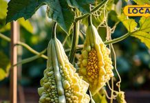 बहुत करामाती है यह कड़वी सब्जी, बर्फ की तरह पिघल जाएगा मोटापा! किडनी-लीवर भी रहेंगे ठीक