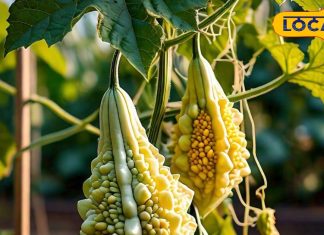 बहुत करामाती है यह कड़वी सब्जी, बर्फ की तरह पिघल जाएगा मोटापा! किडनी-लीवर भी रहेंगे ठीक