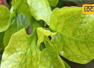 पोरो के इस खट्टे साग को खाने से मिलते हैं कई फायदे, शुगर को करता है कंट्रोल