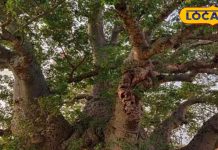Hyderabad News: यहां है 450 साल पुराना अफ्रीकी पेड़, इसके तने के खोखली जगह पर रह सकते हैं 40 लोग, जानें इतिहास