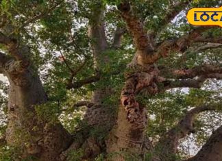 Hyderabad News: यहां है 450 साल पुराना अफ्रीकी पेड़, इसके तने के खोखली जगह पर रह सकते हैं 40 लोग, जानें इतिहास